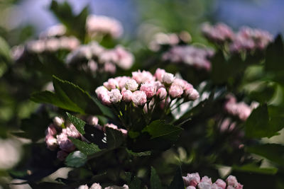 Close-up of pink flowers