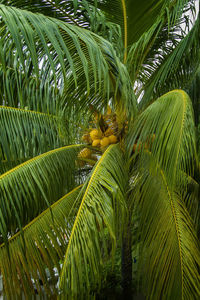 A young coconut palm with yellow clusters of fruits and huge green leaves.