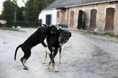 Dog outdoors