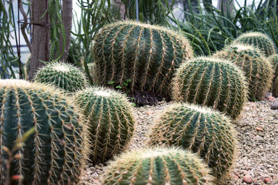 Close-up of cactus growing on field