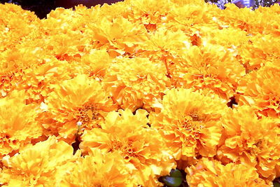 Close-up of yellow flowering plant