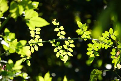 Close-up of green leaves on plant