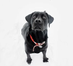 Portrait of dog over white background