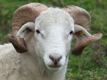 Close-up portrait of cow