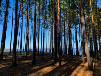 View of trees in forest