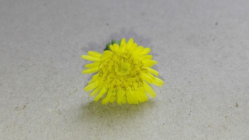 High angle view of yellow flower on plant