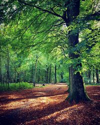 Trees in forest