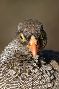 Close-up of red-billed spurfowl head