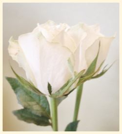 Close-up of rose over white background