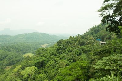 Scenic view of forest