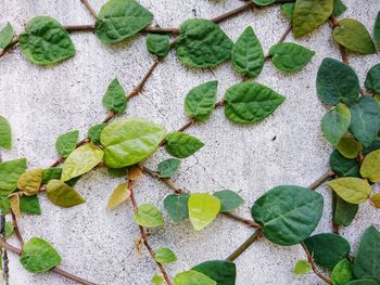 High angle view of ivy growing on plant