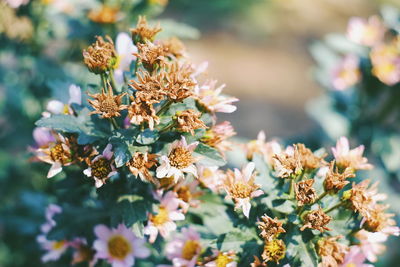 Close-up of flowers blooming outdoors