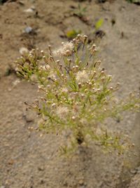 Close-up of plant