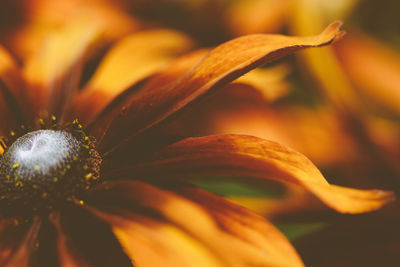 Close-up of flower blooming