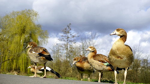 View of an egyptian goose family 