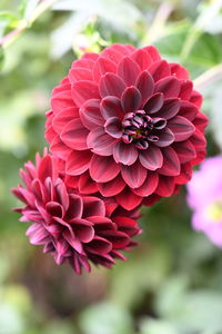 Close-up of pink dahlia