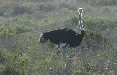 Side view of a bird on field