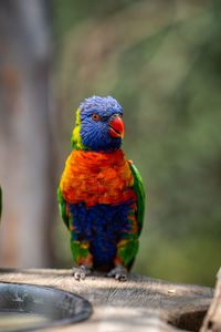 Close-up of parrot