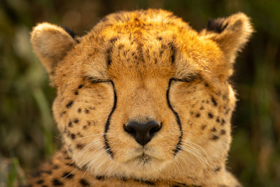 Close-up of cheetah head with eyes closed