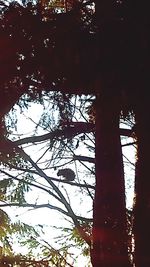 Low angle view of trees in forest against sky