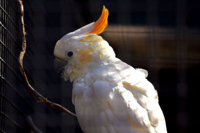 Close-up of parrot in cage