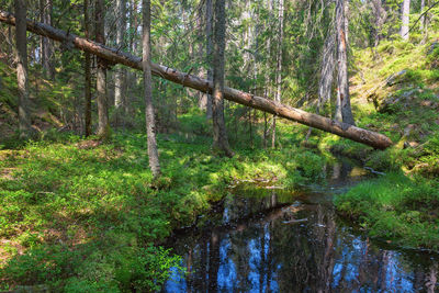 Trees growing in forest