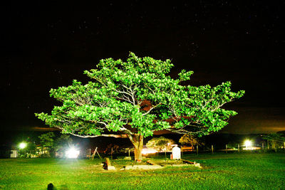 Illuminated christmas tree at night