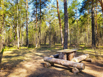 Trees in forest