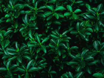 Full frame shot of fresh green plants