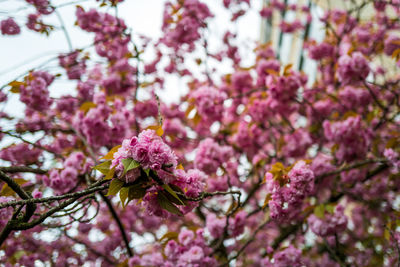 Close-up of pink cherry blossoms in spring