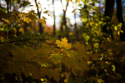 Close up of yellow flowers in forest