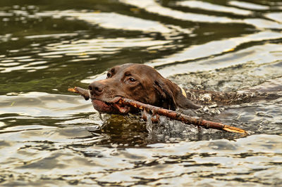 Dog swimming in lake