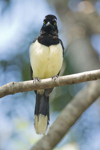 Close-up of bird perching on branch