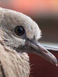 Close-up of a bird