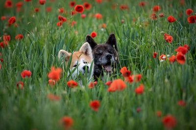 Dogs amidst red poppies blooming on field