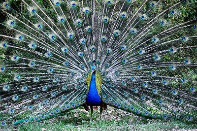 Peacock feathers against blue sky