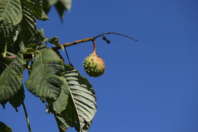 Low angle view of fruit growing against clear blue sky