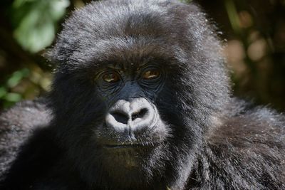 Close-up portrait of a monkey
