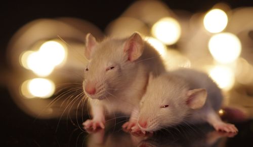 Close-up of white rats in illuminated room