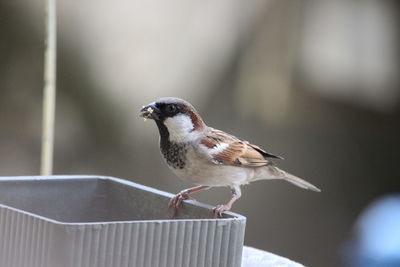 Close-up of bird perching on railing