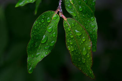 Close-up of raindrops on plant