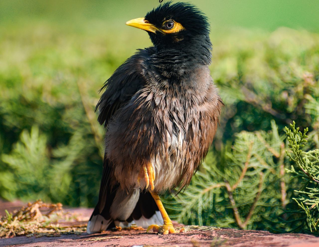 CLOSE-UP OF BIRD PERCHING ON ROCK