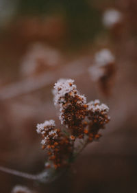 Close-up of snow on plant