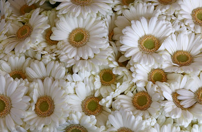 Full frame shot of flowers