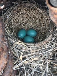 High angle view of bird in nest