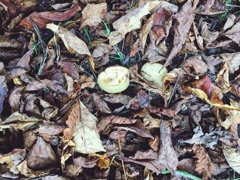 High angle view of dry leaves
