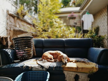 Dog lying on sofa in yard