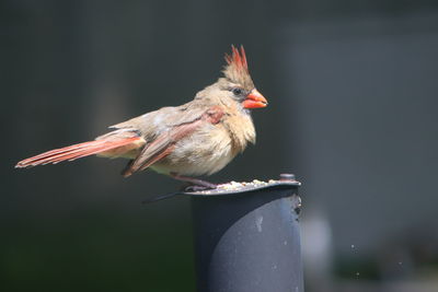 Close-up of bird perching