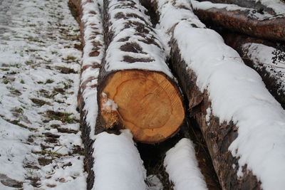 Stack of logs in snow