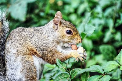 Close-up of squirrel eating